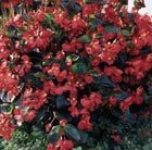 32 plus 10 FREE large plug plants