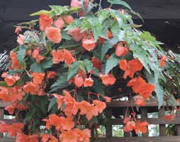 32 plus 10 FREE large plug plants