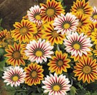 32 plus 10 FREE large plug plants