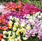 32 plus 10 FREE large plug plants