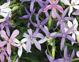 32 plus 10 FREE large plug plants
