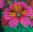 32 plus 10 FREE large plug plants