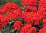 32 plus 10 FREE large plug plants