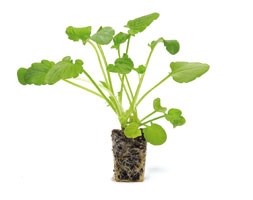 32 plus 10 FREE large plug plants