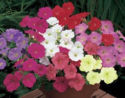 32 plus 10 FREE large plug plants