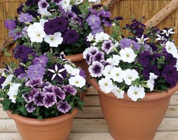 32 plus 10 FREE large plug plants