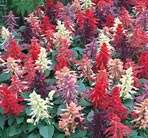 32 plus 10 FREE large plug plants