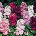 32 plus 10 FREE large plug plants - Stocks