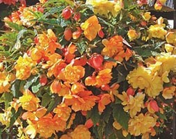 32 plus 10 FREE large plug plants