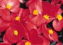 32 plus 10 FREE large plug plants