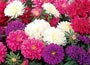 32 plus 10 FREE large plug plants