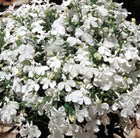 Lobelia 'White Lady' (42 large plug plants)