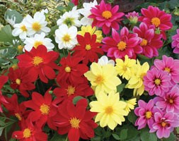 Dahlia 'Figro Mixed' (40 plus 20 FREE large plug plants)