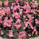32 plus 10 FREE large plug plants