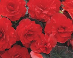 32 plus 10 FREE large plug plants