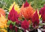 32 plus 10 FREE large plug plants