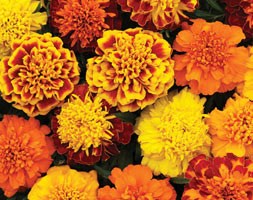 32 plus 10 FREE large plug plants
