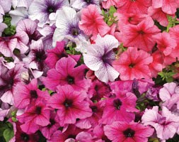 32 plus 10 FREE large plug plants