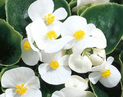 16 plus 5 FREE large plug plants