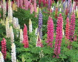 16 plus 5 FREE large plug plants