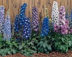 16 plus 5 FREE large plug plants