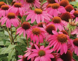 16 plus 5 FREE large plug plants