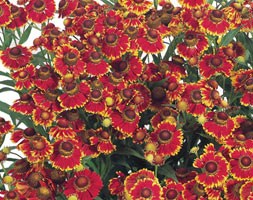 16 plus 5 FREE large plug plants