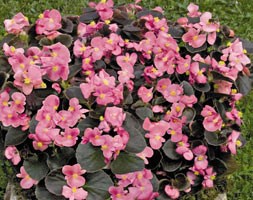 16 plus 5 FREE large plug plants