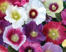 16 plus 5 FREE large plug plants