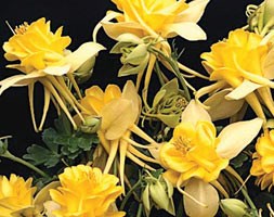 16 plus 5 FREE large plug plants