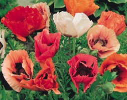 16 plus 5 FREE large plug plants