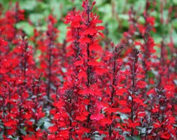 16 plus 5 FREE large plug plants - (syn. Fan Scarlet)
