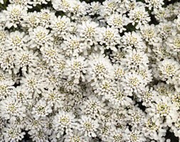 16 plus 5 FREE large plug plants