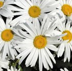 16 plus 5 FREE large plug plants
