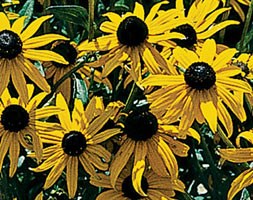 16 plus 5 FREE large plug plants