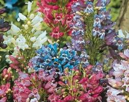 16 plus 5 FREE large plug plants