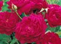 Rose Darcey Bussell