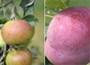 apple & plum collection