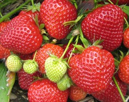 strawberry 'Lucy' (strawberry Lucy - late season fruiting)