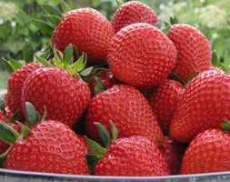 strawberry 'Sweetheart' (strawberry Sweetheart - mid season fruiting ( Fragaria vesca ))