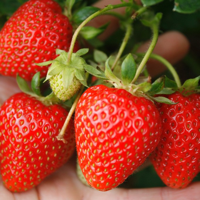 strawberry Sweetheart - mid season fruiting