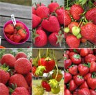 Strawberry Taster Collection
