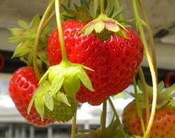 strawberry 'Darselect' (strawberry Darselect - early season fruiting)