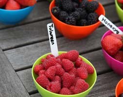 Long Canes raspberry - summer fruiting