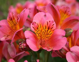 Alstroemeria  'Sirius'  (Planet Series) (alstroemeria Sirius)