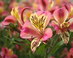 Alstroemeria 'Cahors' (Planet Series) (alstroemeria Cahors)