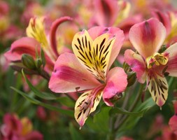 Alstroemeria 'Cahors'  (Planet Series) (alstroemeria Cahors)