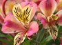alstroemeria Cahors
