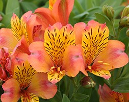 Alstroemeria 'Saturne' (Planet Series) (alstroemeria Saturne)