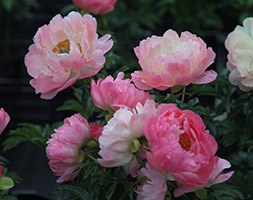 Paeonia 'Coral Sunset' (paeony / peony)